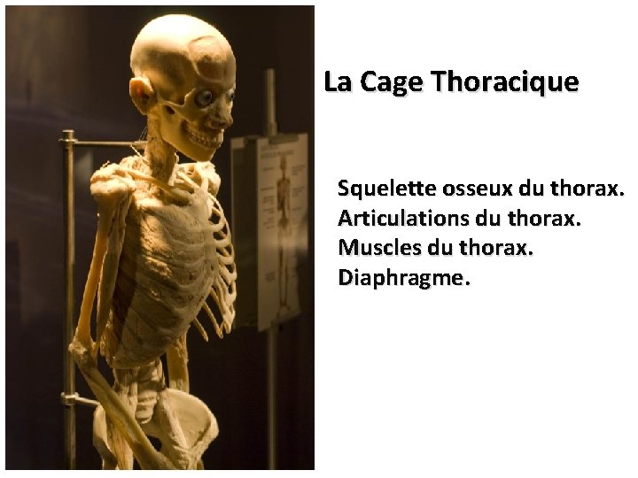 La Cage Thoracique Squelette osseux du thorax. Articulations du thorax. Muscles du thorax. Diaphragme.