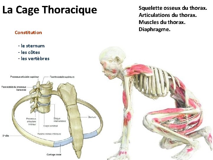 La Cage Thoracique Constitution - le sternum - les côtes - les vertèbres Squelette La Cage Thoracique Constitution - le sternum - les côtes - les vertèbres Squelette