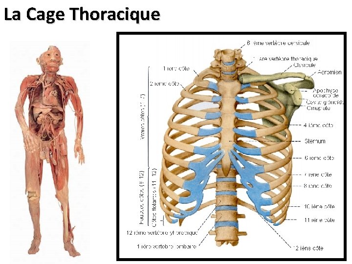 La Cage Thoracique 