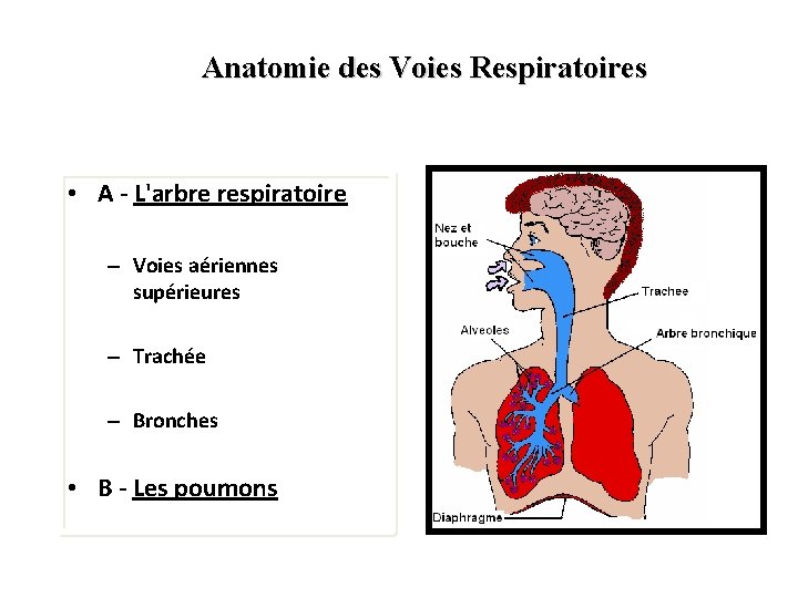 Anatomie des Voies Respiratoires • A - L'arbre respiratoire – Voies aériennes supérieures –