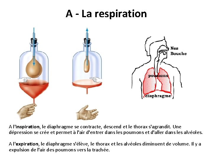 A - La respiration A l'inspiration, le diaphragme se contracte, descend et le thorax