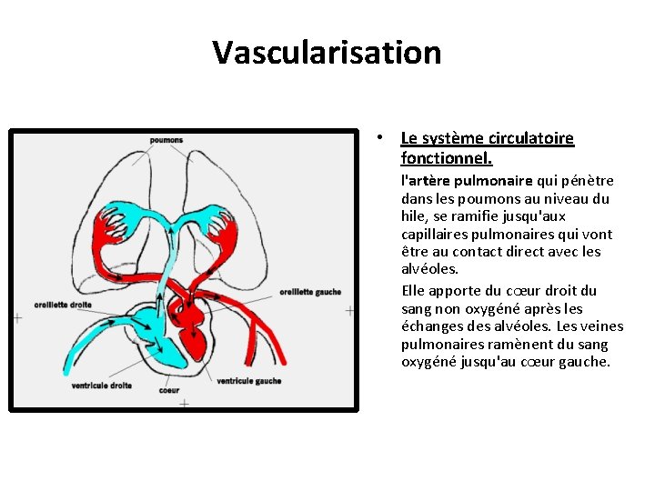 Vascularisation • Le système circulatoire fonctionnel. l'artère pulmonaire qui pénètre dans les poumons au