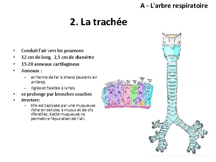A - L'arbre respiratoire 2. La trachée • • Conduit l'air vers les poumons A - L'arbre respiratoire 2. La trachée • • Conduit l'air vers les poumons