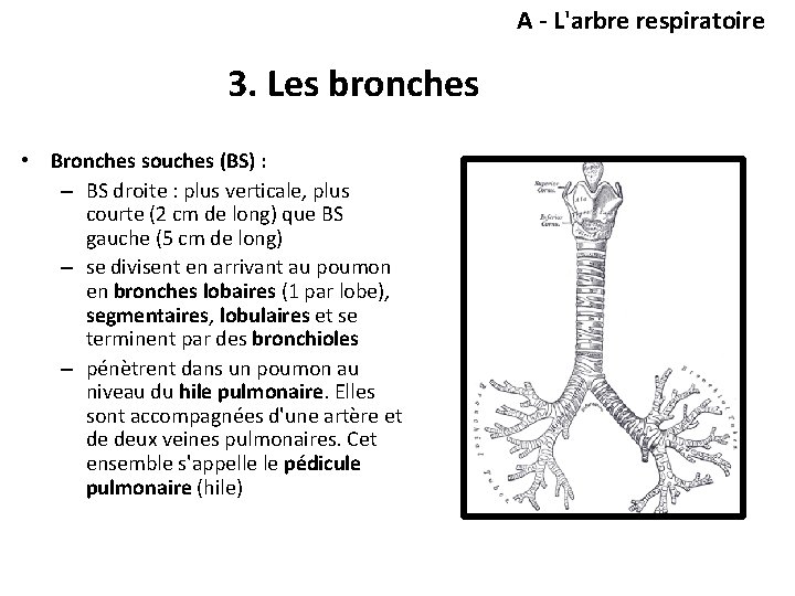 A - L'arbre respiratoire 3. Les bronches • Bronches souches (BS) : – BS