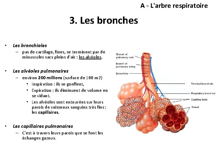 A - L'arbre respiratoire 3. Les bronches • Les bronchioles – pas de cartilage,