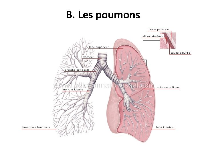 B. Les poumons • Spongieux, gris rosé ayant une forme pyramidale • Situés dans B. Les poumons • Spongieux, gris rosé ayant une forme pyramidale • Situés dans