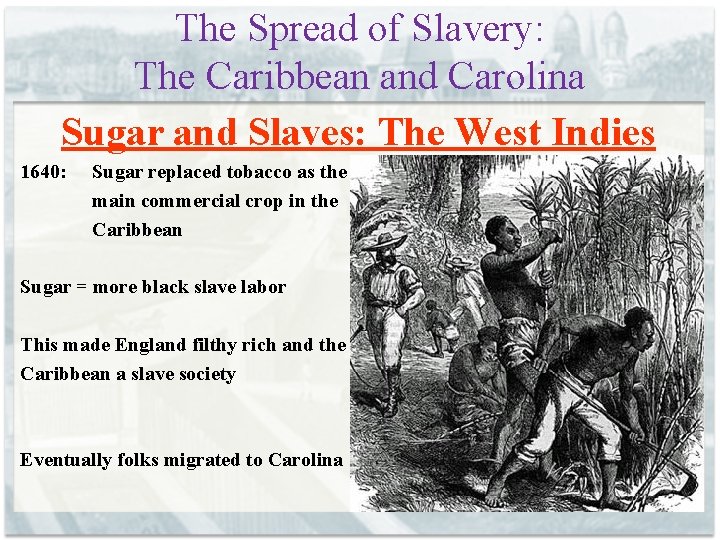 The Spread of Slavery: The Caribbean and Carolina Sugar and Slaves: The West Indies