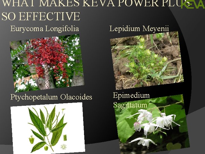 WHAT MAKES KEVA POWER PLUS SO EFFECTIVE Eurycoma Longifolia Ptychopetalum Olacoides Lepidium Meyenii Epimedium