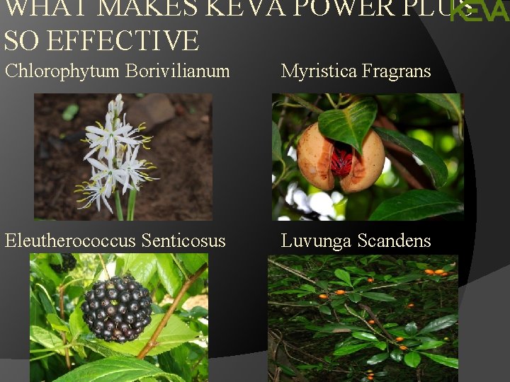 WHAT MAKES KEVA POWER PLUS SO EFFECTIVE Chlorophytum Borivilianum Myristica Fragrans Eleutherococcus Senticosus Luvunga