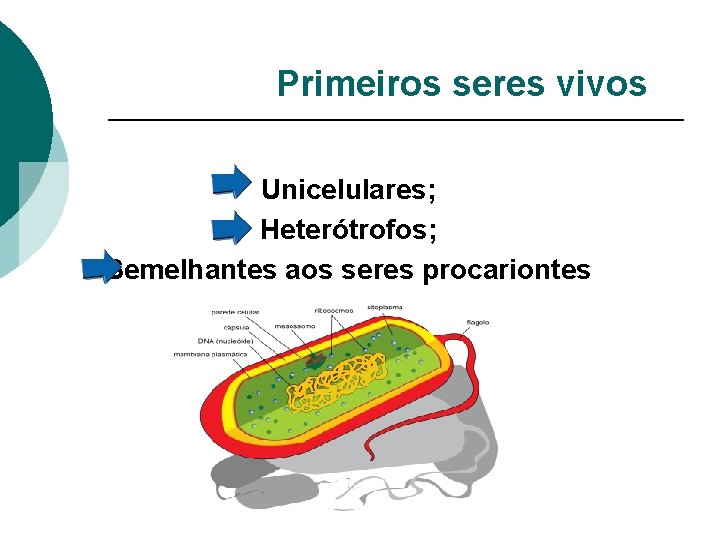 Primeiros seres vivos Unicelulares; Heterótrofos; Semelhantes aos seres procariontes Primeiros seres vivos Unicelulares; Heterótrofos; Semelhantes aos seres procariontes