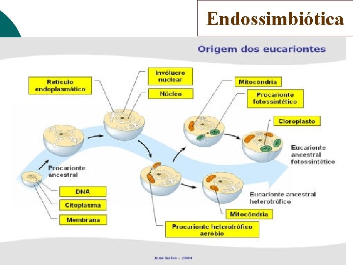 Endossimbiótica Endossimbiótica
