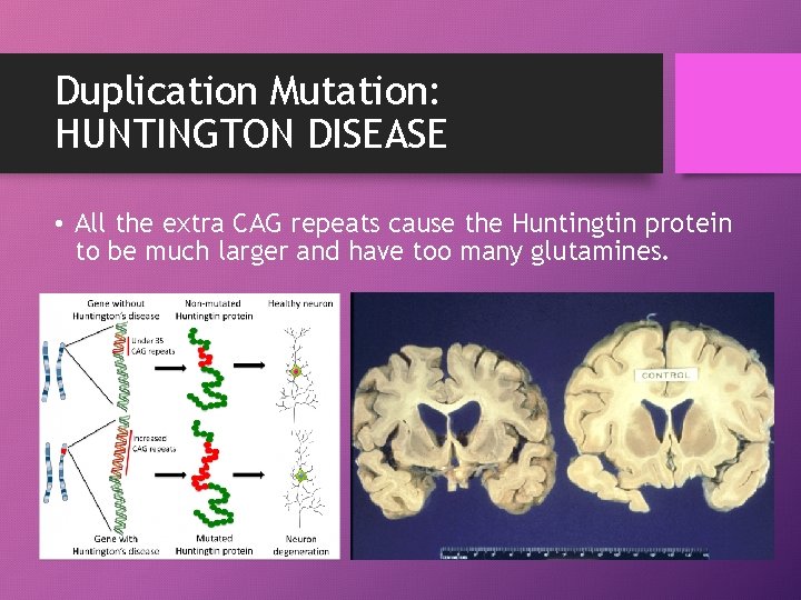 Duplication Mutation: HUNTINGTON DISEASE • All the extra CAG repeats cause the Huntingtin protein