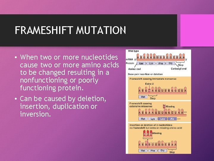 FRAMESHIFT MUTATION • When two or more nucleotides cause two or more amino acids