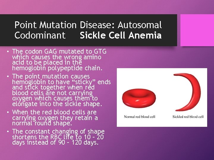 Point Mutation Disease: Autosomal Codominant Sickle Cell Anemia • The codon GAG mutated to