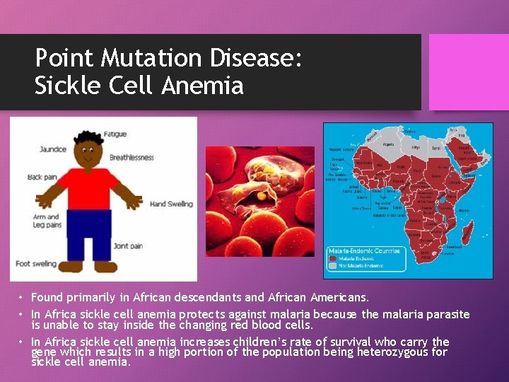 Point Mutation Disease: Sickle Cell Anemia • Found primarily in African descendants and African