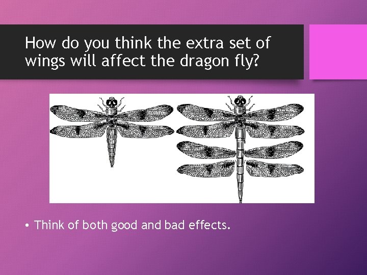 How do you think the extra set of wings will affect the dragon fly?