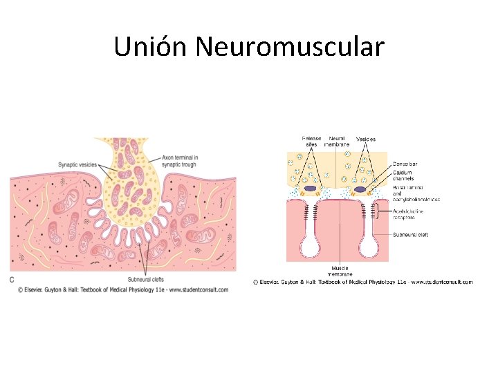 Unión Neuromuscular 
