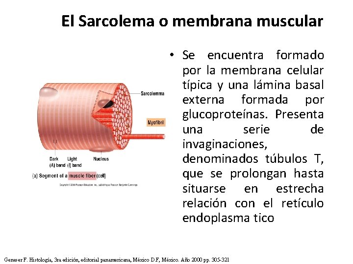 El Sarcolema o membrana muscular • Se encuentra formado por la membrana celular típica