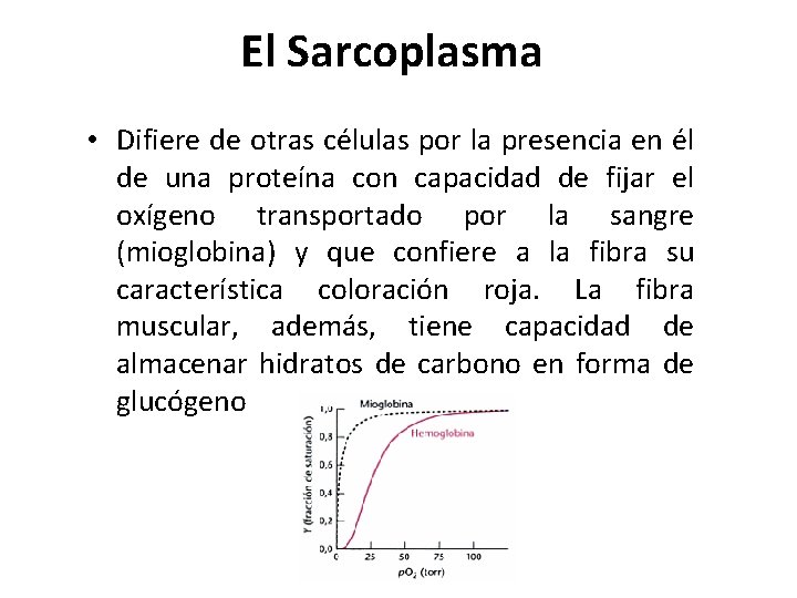 El Sarcoplasma • Difiere de otras células por la presencia en él de una