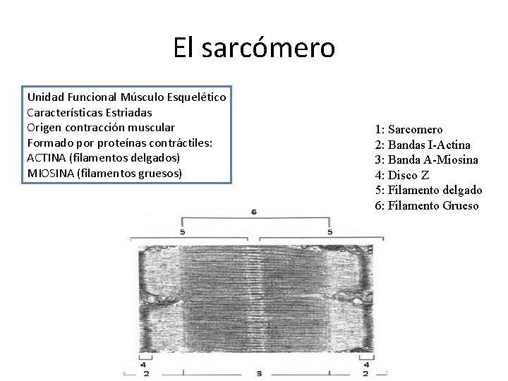 El sarcómero Unidad Funcional Músculo Esquelético Características Estriadas Origen contracción muscular Formado por proteínas