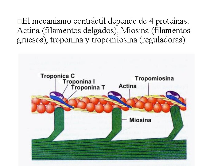 o. El mecanismo contráctil depende de 4 proteínas: Actina (filamentos delgados), Miosina (filamentos gruesos),