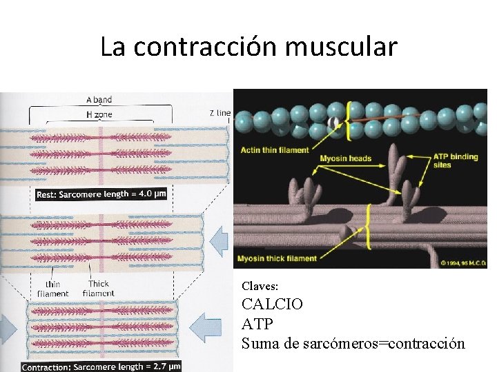 La contracción muscular Claves: CALCIO ATP Suma de sarcómeros=contracción 
