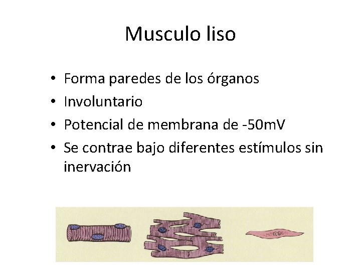 Musculo liso • • Forma paredes de los órganos Involuntario Potencial de membrana de
