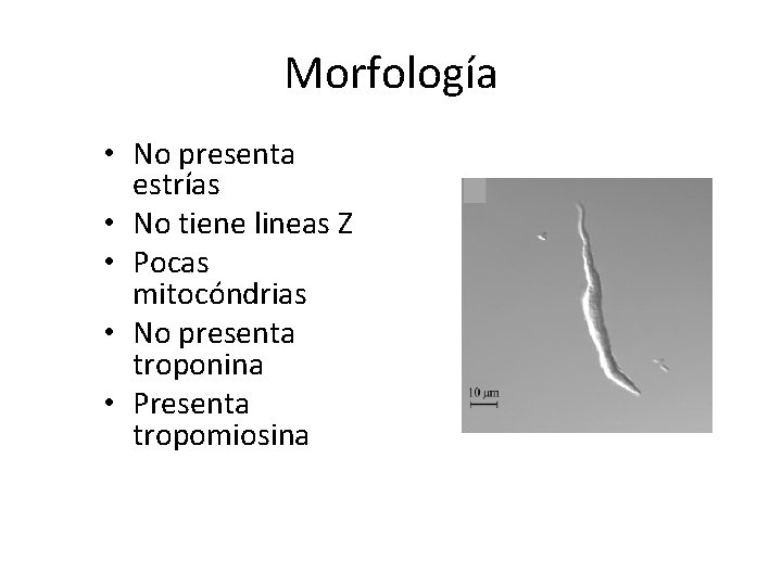 Morfología • No presenta estrías • No tiene lineas Z • Pocas mitocóndrias •