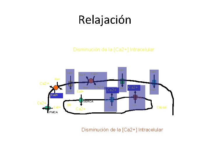 Relajación Disminución de la [Ca 2+] Intracelular Ca 2+ Na+ Ca 2+ Ca 2+