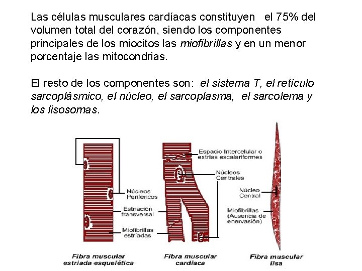Las células musculares cardíacas constituyen el 75% del volumen total del corazón, siendo los