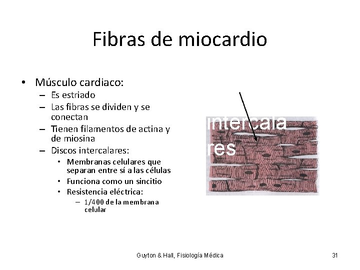 Fibras de miocardio • Músculo cardiaco: – Es estriado – Las fibras se dividen