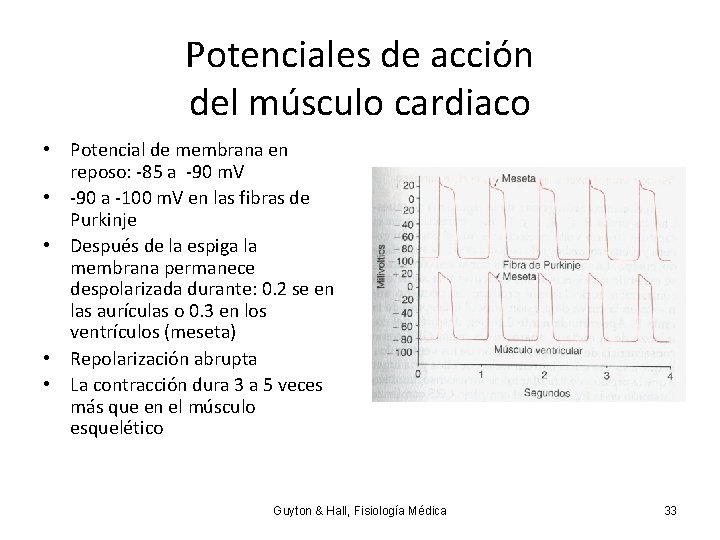 Potenciales de acción del músculo cardiaco • Potencial de membrana en reposo: -85 a