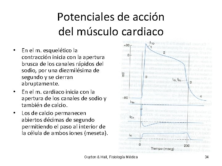 Potenciales de acción del músculo cardiaco • En el m. esquelético la contracción inicia
