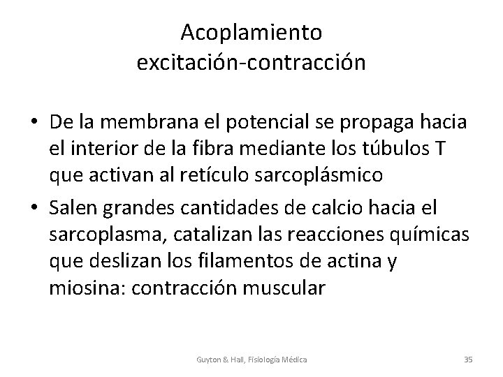 Acoplamiento excitación-contracción • De la membrana el potencial se propaga hacia el interior de