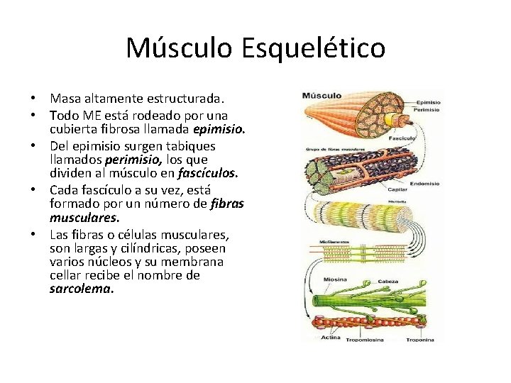 Músculo Esquelético • Masa altamente estructurada. • Todo ME está rodeado por una cubierta