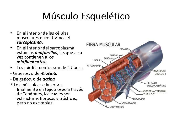 Músculo Esquelético • En el interior de las células musculares encontramos el sarcoplasma. •