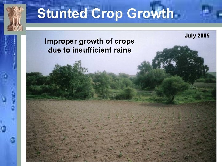 Stunted Crop Growth Improper growth of crops due to insufficient rains July 2005 