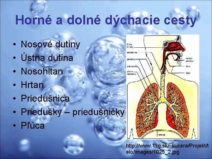 Horné a dolné dýchacie cesty • • Nosové dutiny Ústna dutina Nosohltan Hrtan Priedušnica