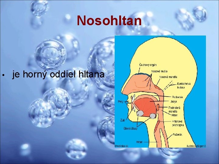 Nosohltan • je horný oddiel hltana 