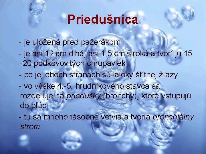 Priedušnica - je uložená pred pažerákom - je asi 12 cm dlhá, asi 1,