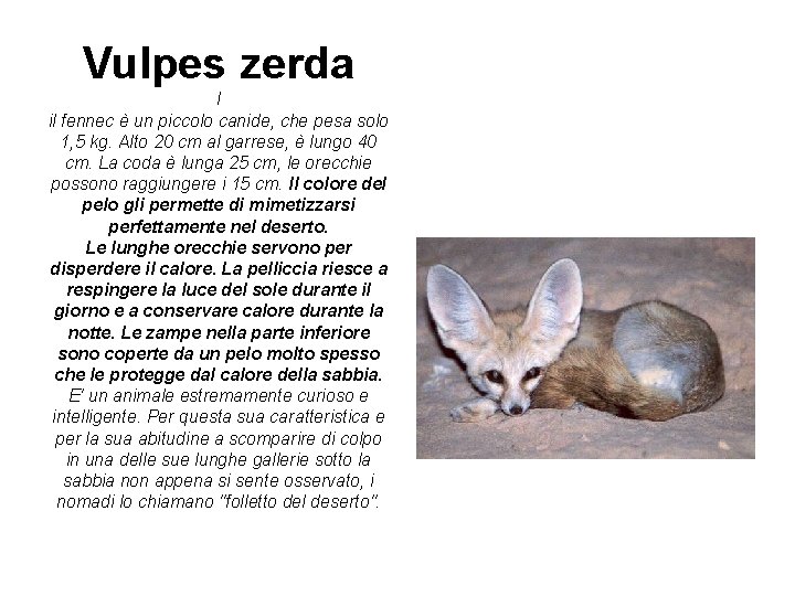 Vulpes zerda I il fennec è un piccolo canide, che pesa solo 1, 5