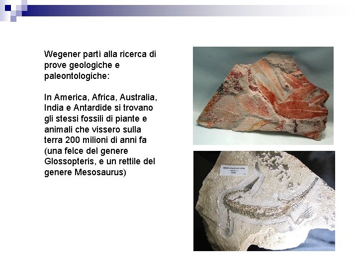 Wegener partì alla ricerca di prove geologiche e paleontologiche: In America, Africa, Australia, India