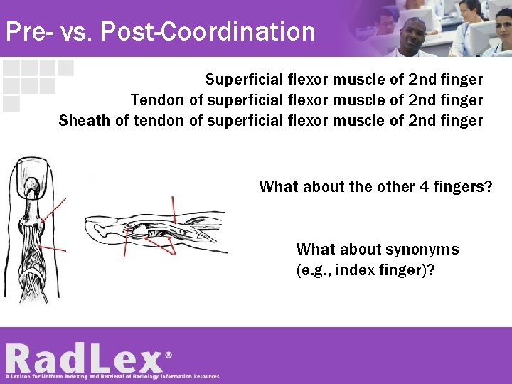 Pre- vs. Post-Coordination Superficial flexor muscle of 2 nd finger Tendon of superficial flexor