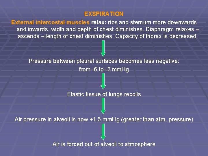 EXSPIRATION External intercostal muscles relax: ribs and sternum more downwards and inwards, width and