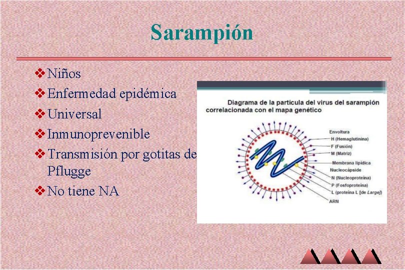 Sarampión v Niños v Enfermedad epidémica v Universal v Inmunoprevenible v Transmisión por gotitas