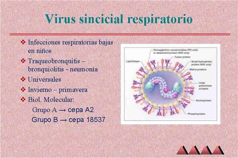 Virus sincicial respiratorio v Infecciones respiratorias bajas en niños v Traqueobronquitis – bronquiolitis -