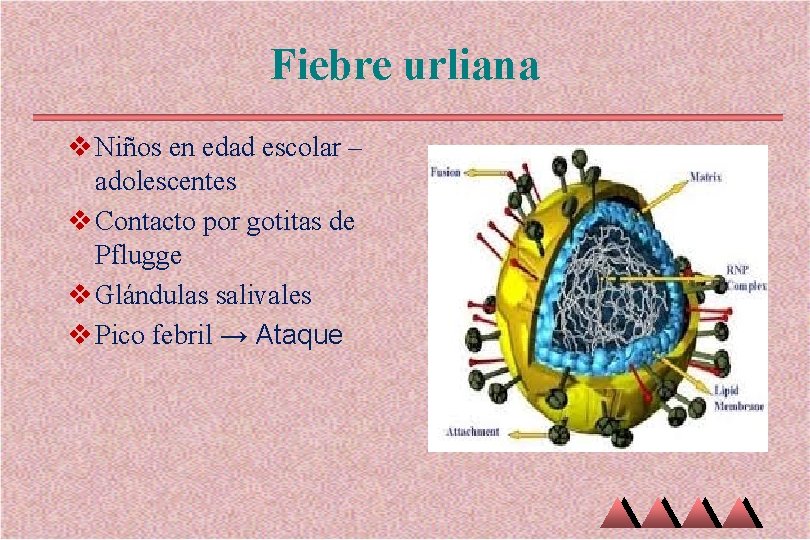 Fiebre urliana v Niños en edad escolar – adolescentes v Contacto por gotitas de