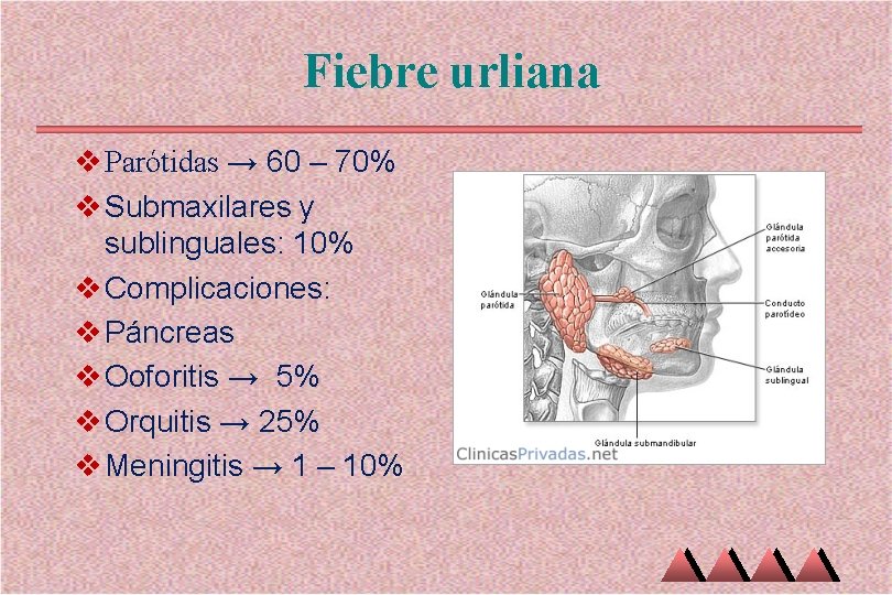 Fiebre urliana v Parótidas → 60 – 70% v Submaxilares y sublinguales: 10% v Fiebre urliana v Parótidas → 60 – 70% v Submaxilares y sublinguales: 10% v