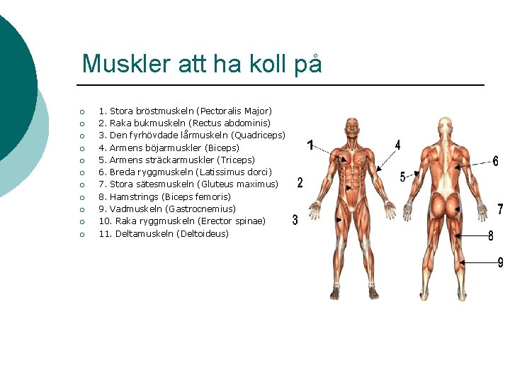 Muskler att ha koll på ¡ ¡ ¡ 1. Stora bröstmuskeln (Pectoralis Major) 2. Muskler att ha koll på ¡ ¡ ¡ 1. Stora bröstmuskeln (Pectoralis Major) 2.