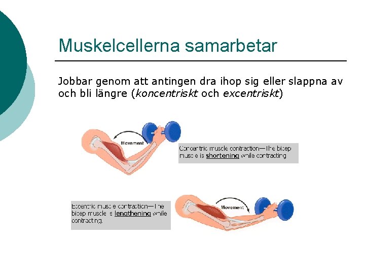 Muskelcellerna samarbetar Jobbar genom att antingen dra ihop sig eller slappna av och bli Muskelcellerna samarbetar Jobbar genom att antingen dra ihop sig eller slappna av och bli